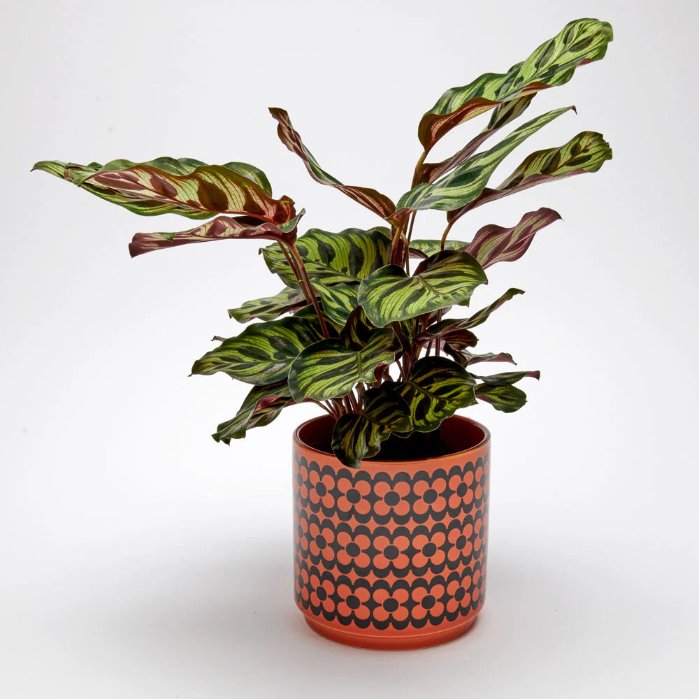 Plant & Storage Pots